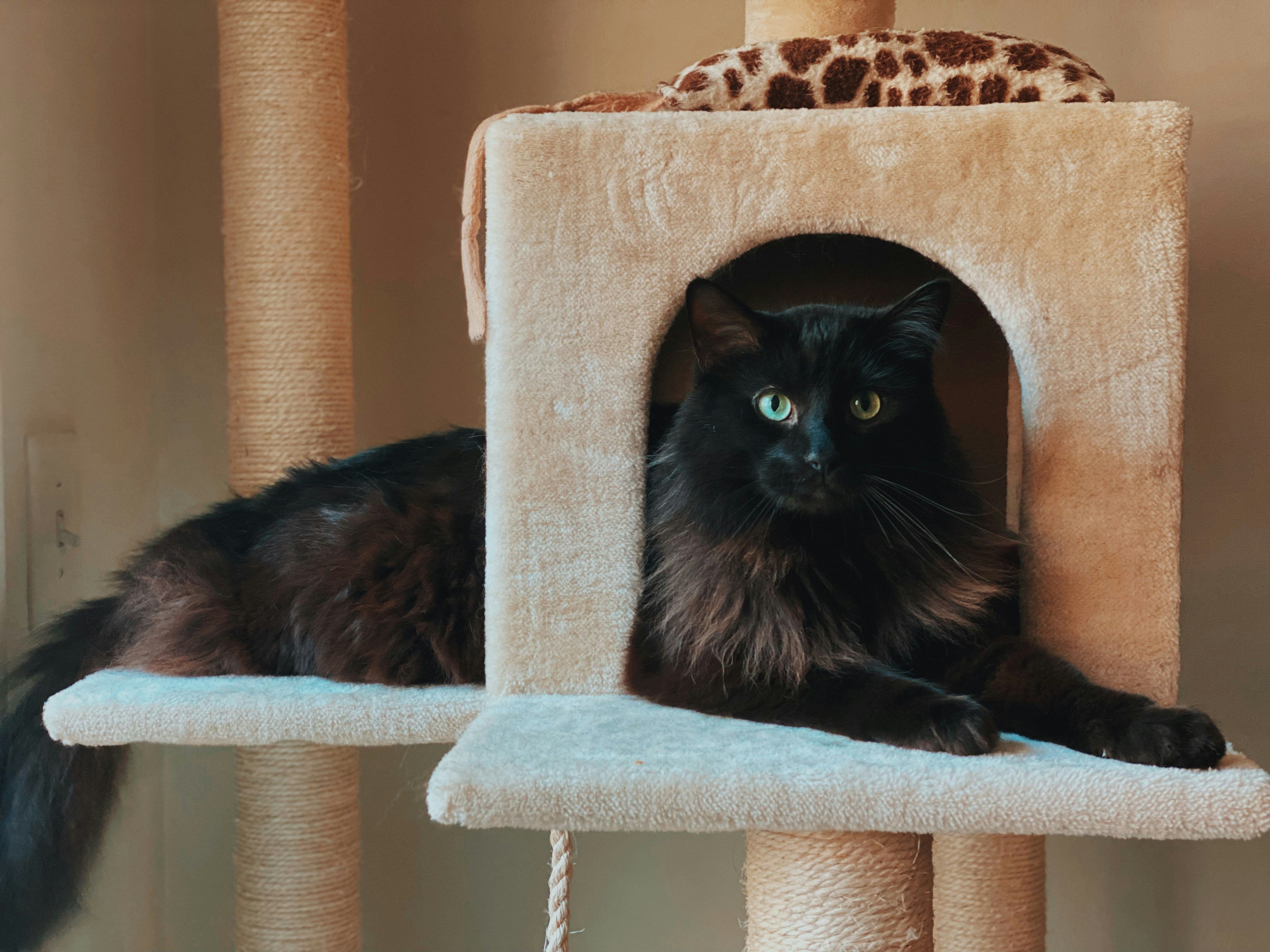 A black cat laying on a perch